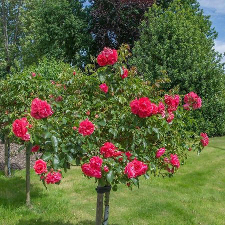 Landurlaub Regenholz Lägenhet Kronsgaard Exteriör bild